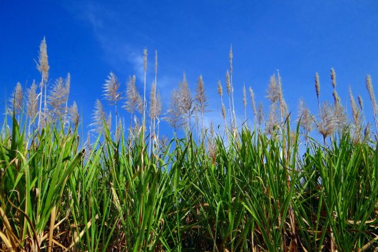 Sugarcane plants.